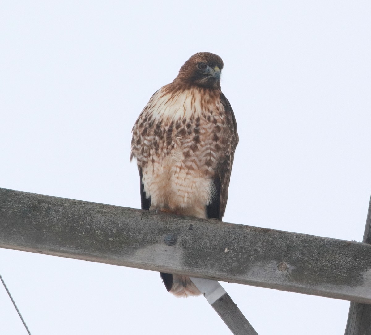 Red-tailed Hawk - ML512954571
