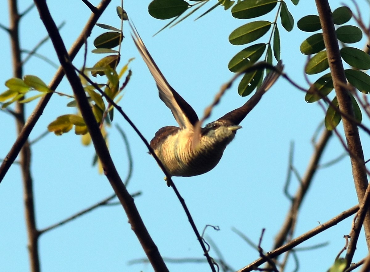 Banded Bay Cuckoo - ML512955661