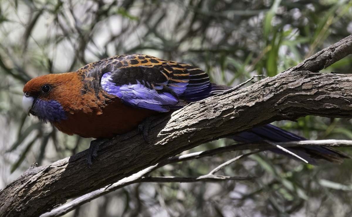 Perruche de Pennant (groupe elegans) - ML512957491