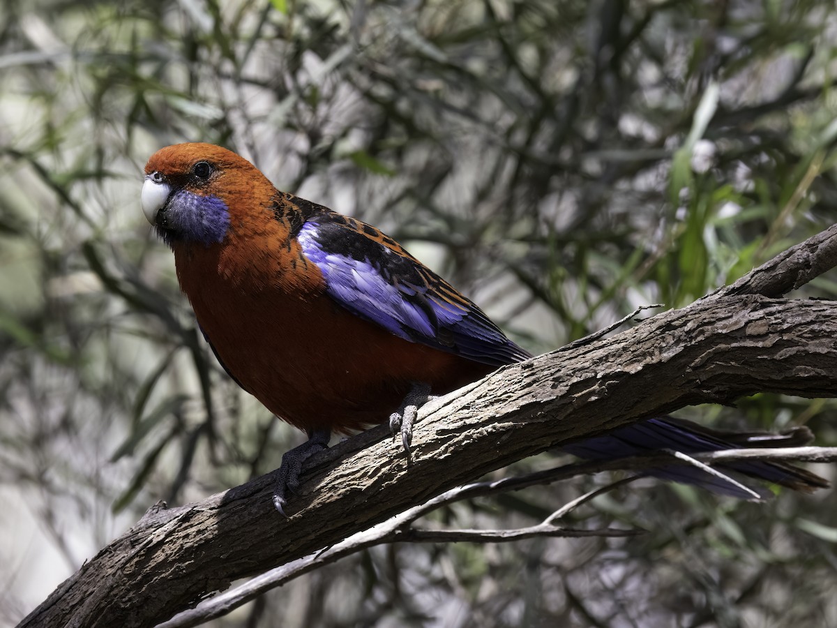 Crimson Rosella (Crimson) - ML512957501