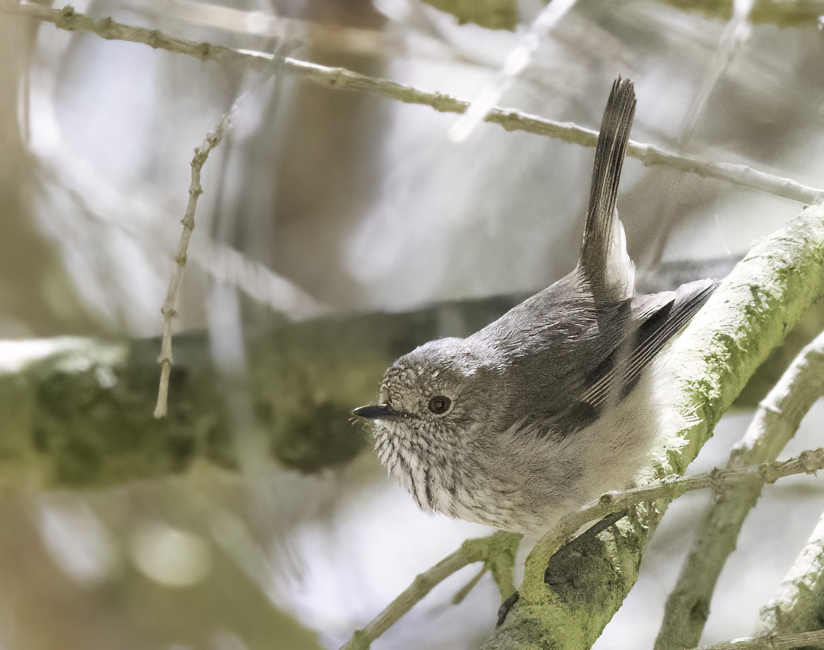 Brown Thornbill - ML512957551