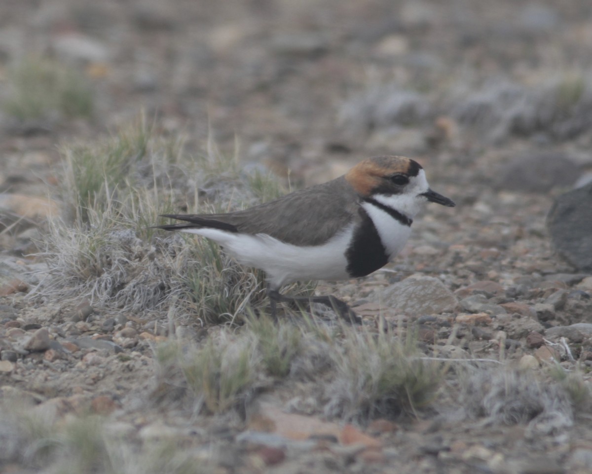 Two-banded Plover - Thomas Plath