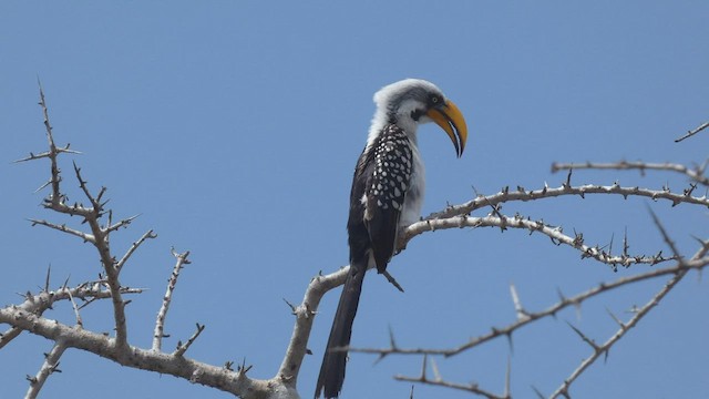 Eastern Yellow-billed Hornbill - ML512958361