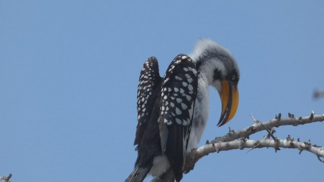 Eastern Yellow-billed Hornbill - ML512958371