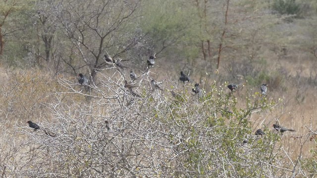 Red-billed Buffalo-Weaver - ML512958481