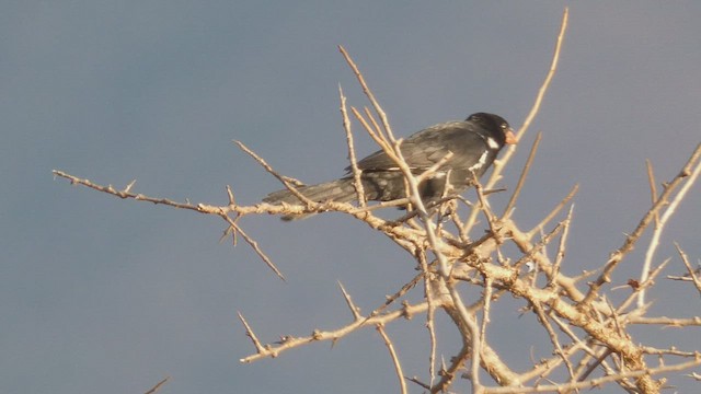 Red-billed Buffalo-Weaver - ML512958491