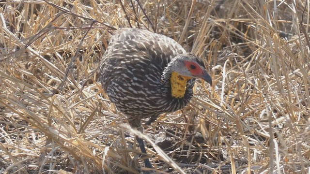 Yellow-necked Spurfowl - ML512958651