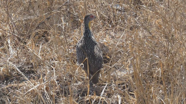 Yellow-necked Spurfowl - ML512958661