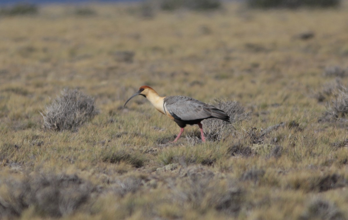 Black-faced Ibis - ML512958711