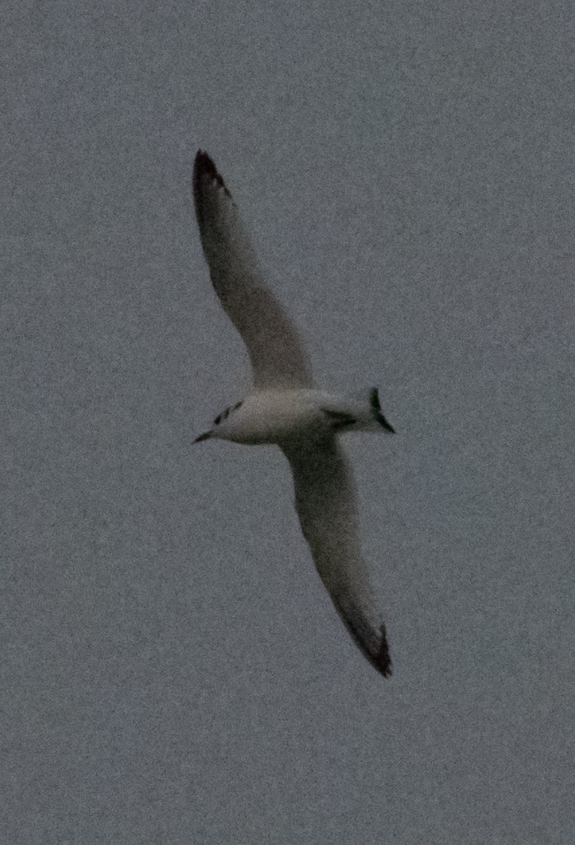 Black-legged Kittiwake - ML512959241