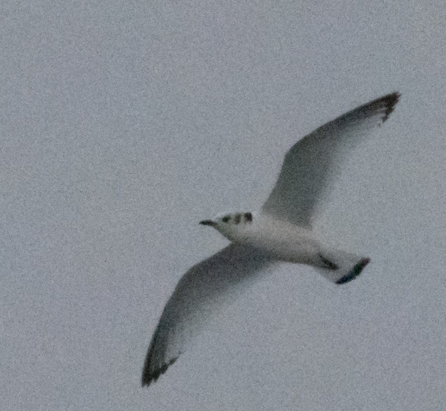 Black-legged Kittiwake - ML512959261