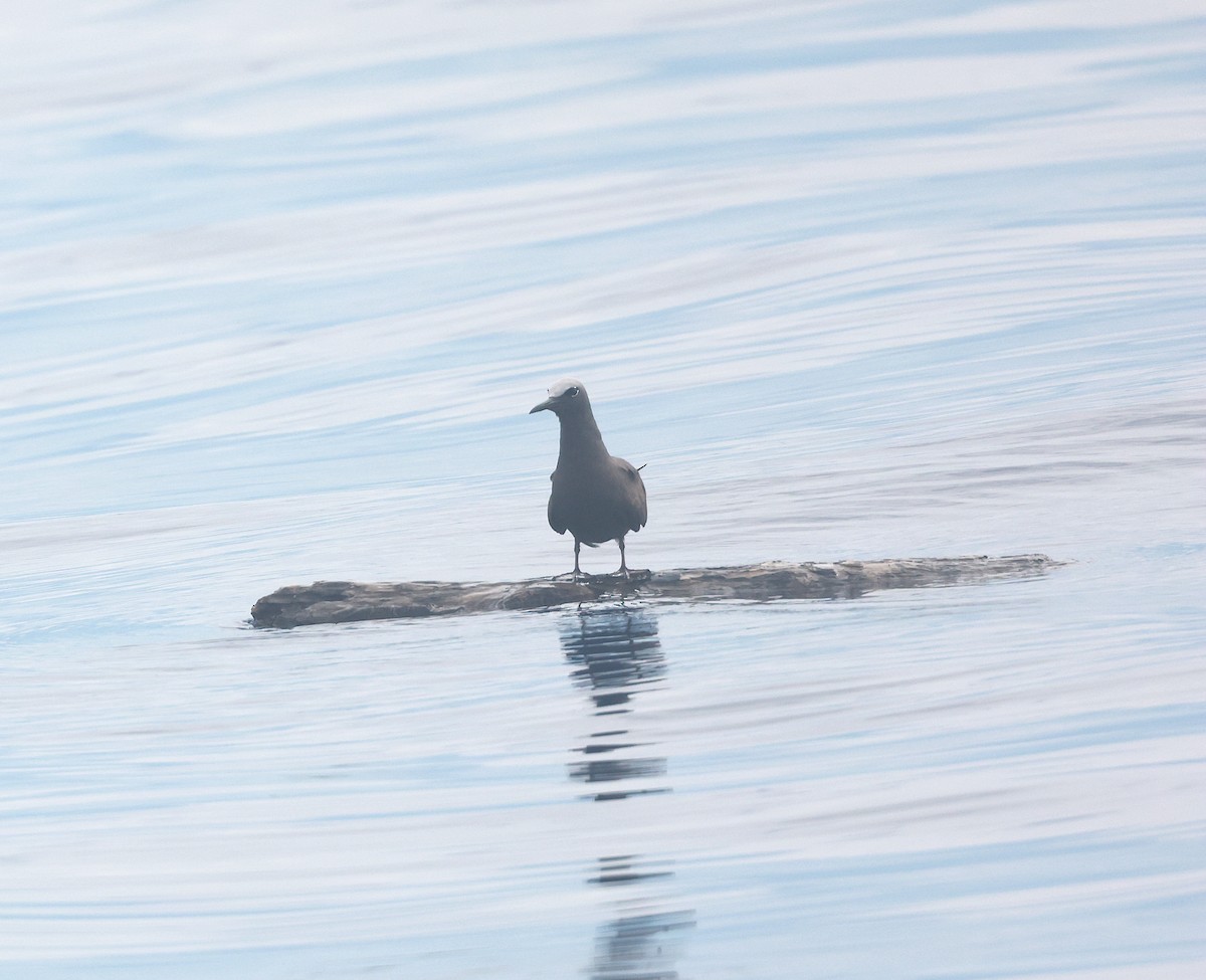 Brown Noddy - ML512960121