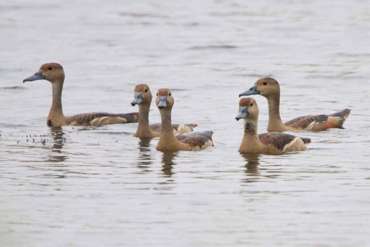 Dendrocygne siffleur - ML512960721