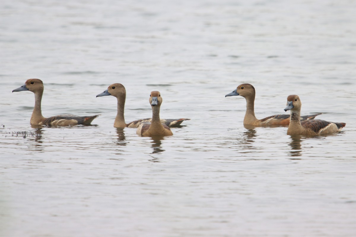 Dendrocygne siffleur - ML512960731