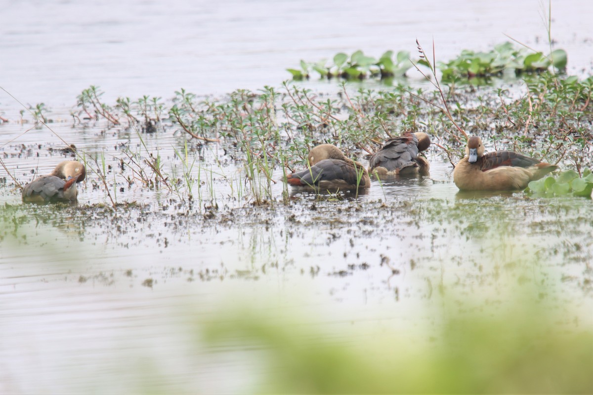 Lesser Whistling-Duck - ML512960741