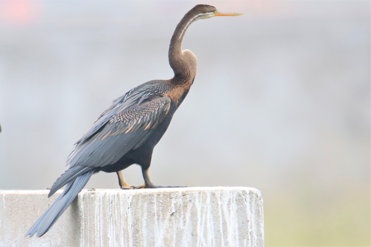 Anhinga Asiática - ML512960881