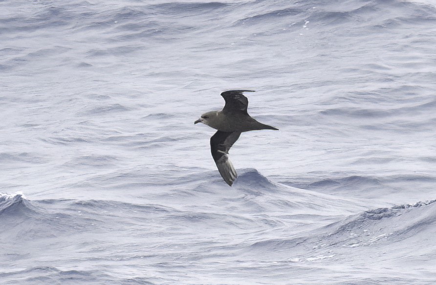 Great-winged/Gray-faced Petrel - ML512960911