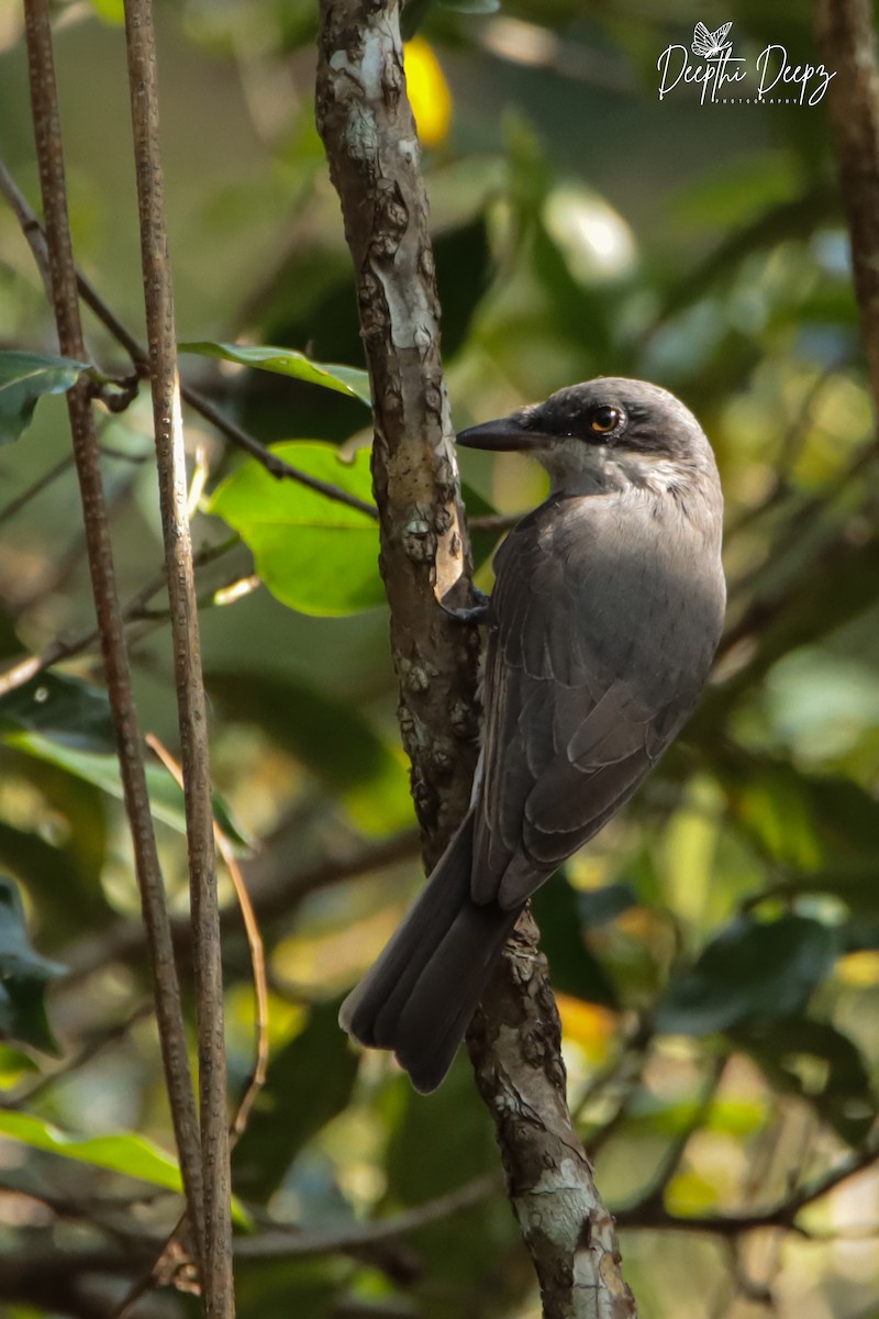 Malabar Woodshrike - ML512961121