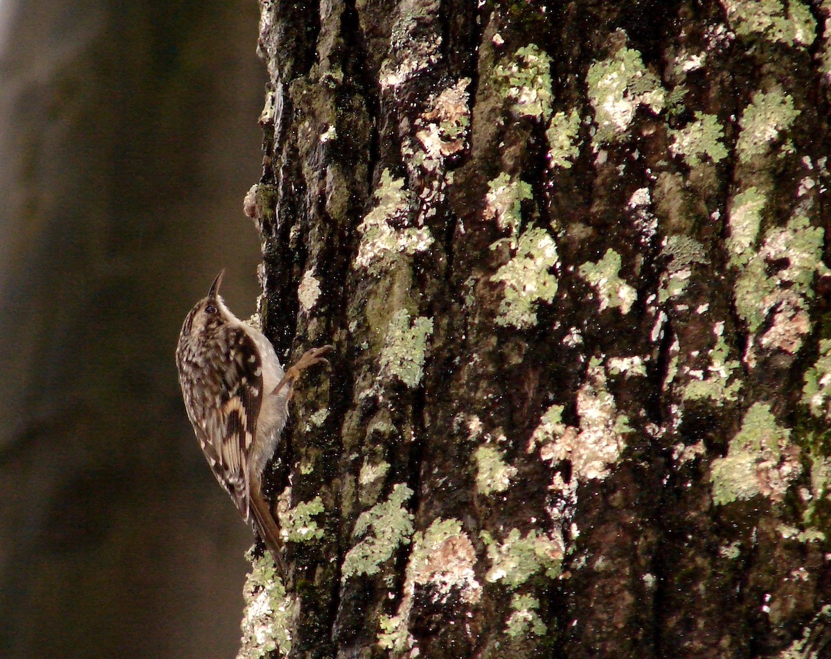 Brown Creeper - ML512961331