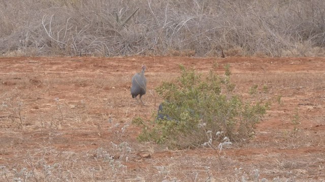 Helmeted Guineafowl - ML512961341