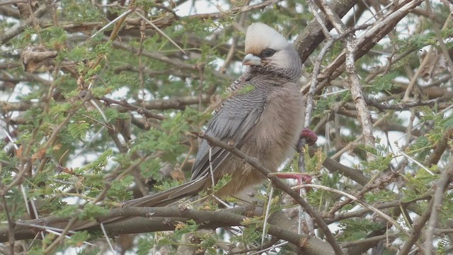 Pájaro Ratón Cabeciblanco - ML512961381