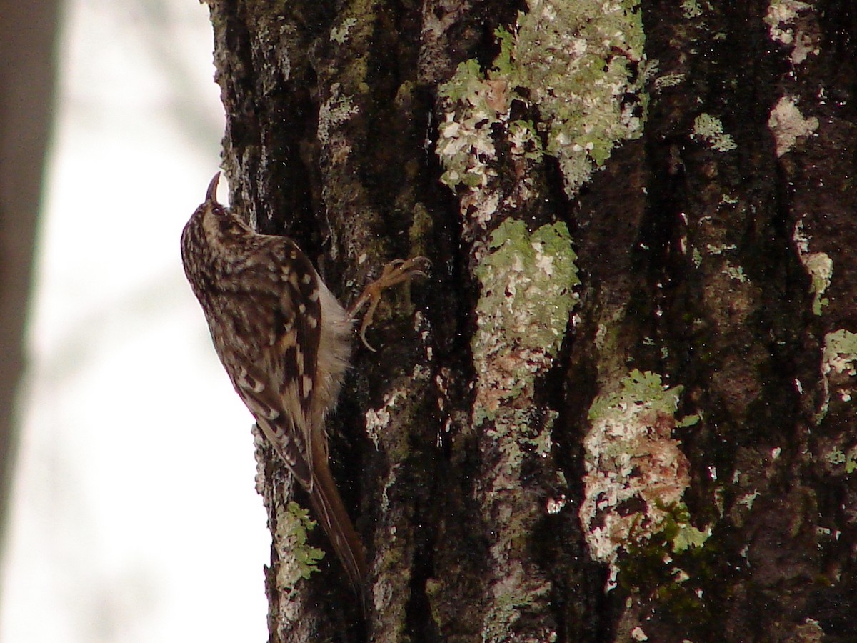 Brown Creeper - ML512961391