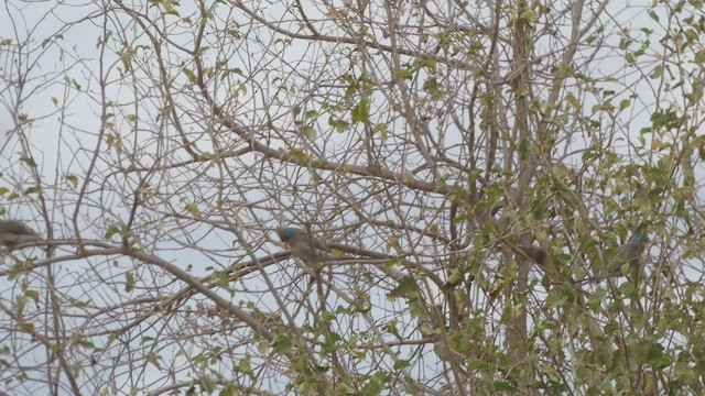 Синешапочная птица-мышь - ML512961401