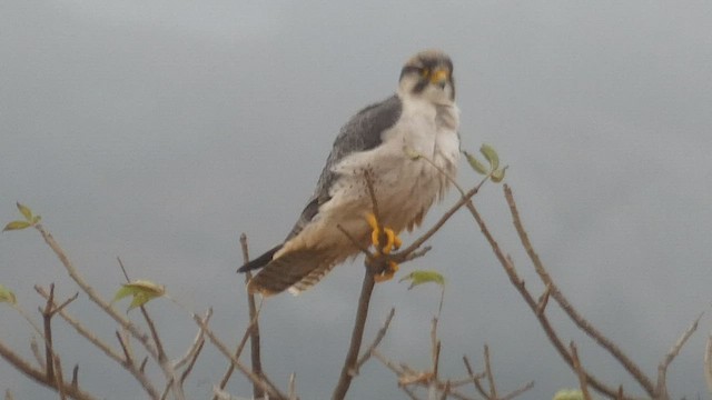 Lanner Falcon - ML512961521