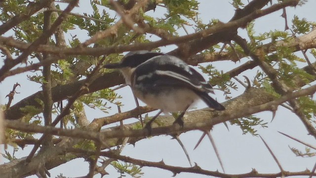 Pygmy Batis - ML512961531