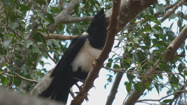 Pied Crow - ML512961591