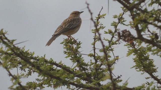 Pink-breasted Lark - ML512961611