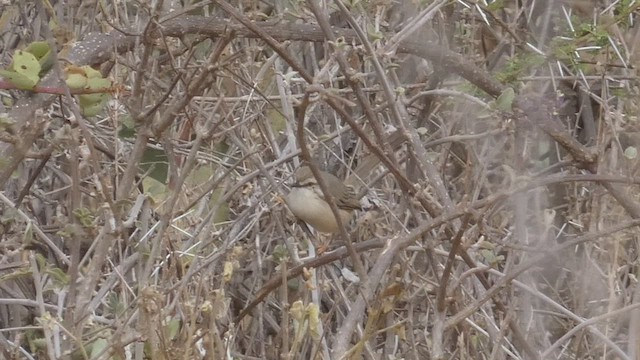 Pale Prinia - ML512961631