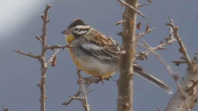 Bruant à poitrine dorée - ML512961901