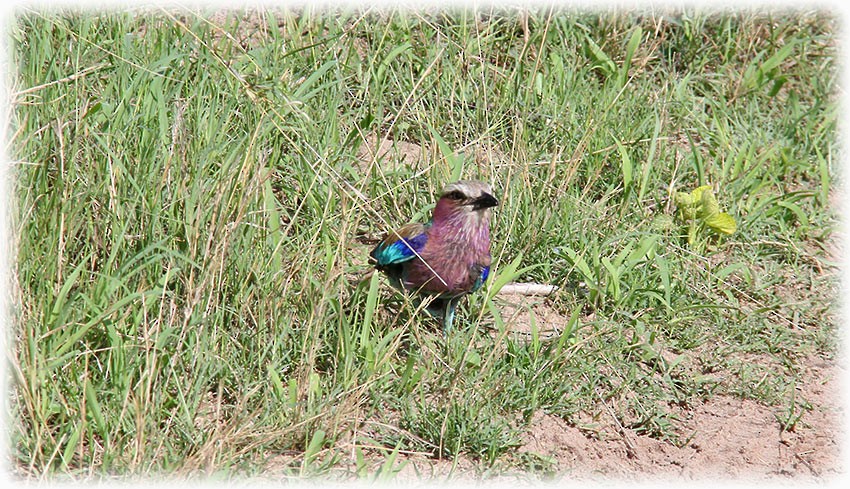 Lilac-breasted Roller - ML512962071