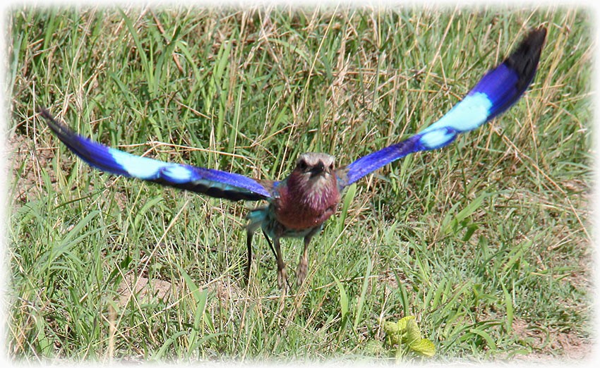 Lilac-breasted Roller - ML512962081
