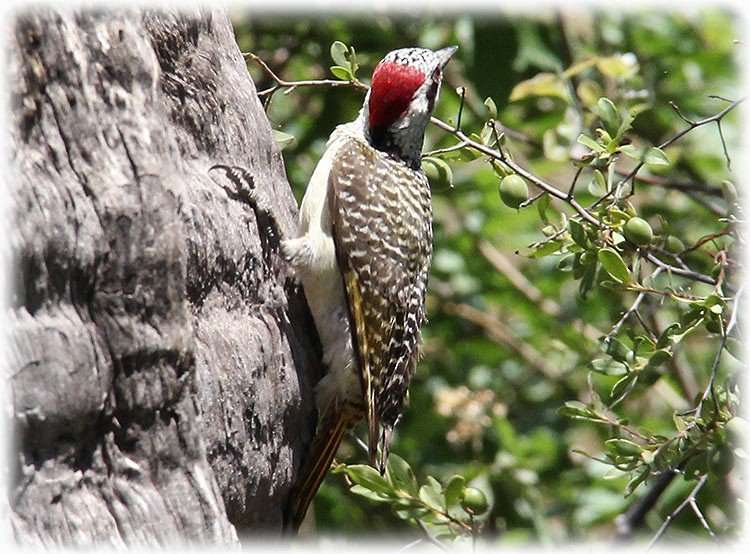 Bennett's Woodpecker - ML512962341