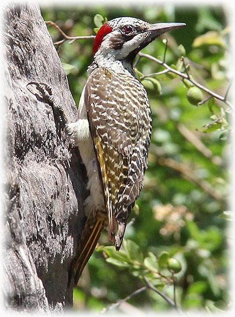 Bennett's Woodpecker - ML512962351