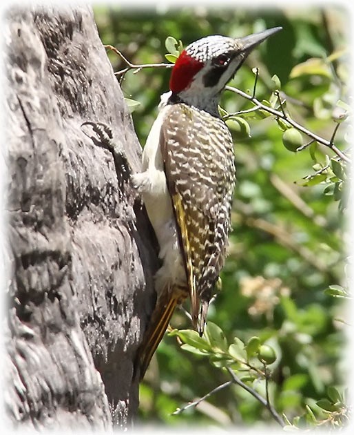 Bennett's Woodpecker - ML512962361