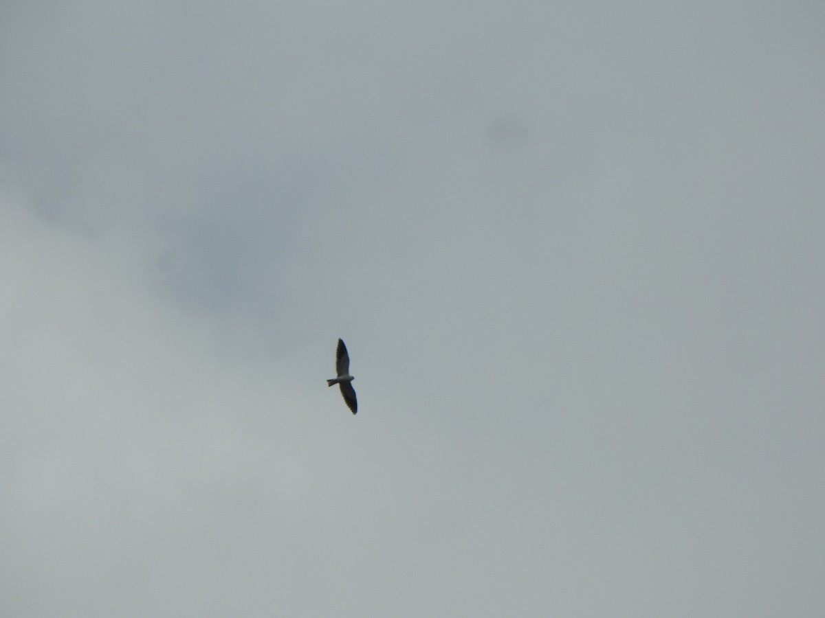 Black-winged Kite - Arulvelan Thillainayagam