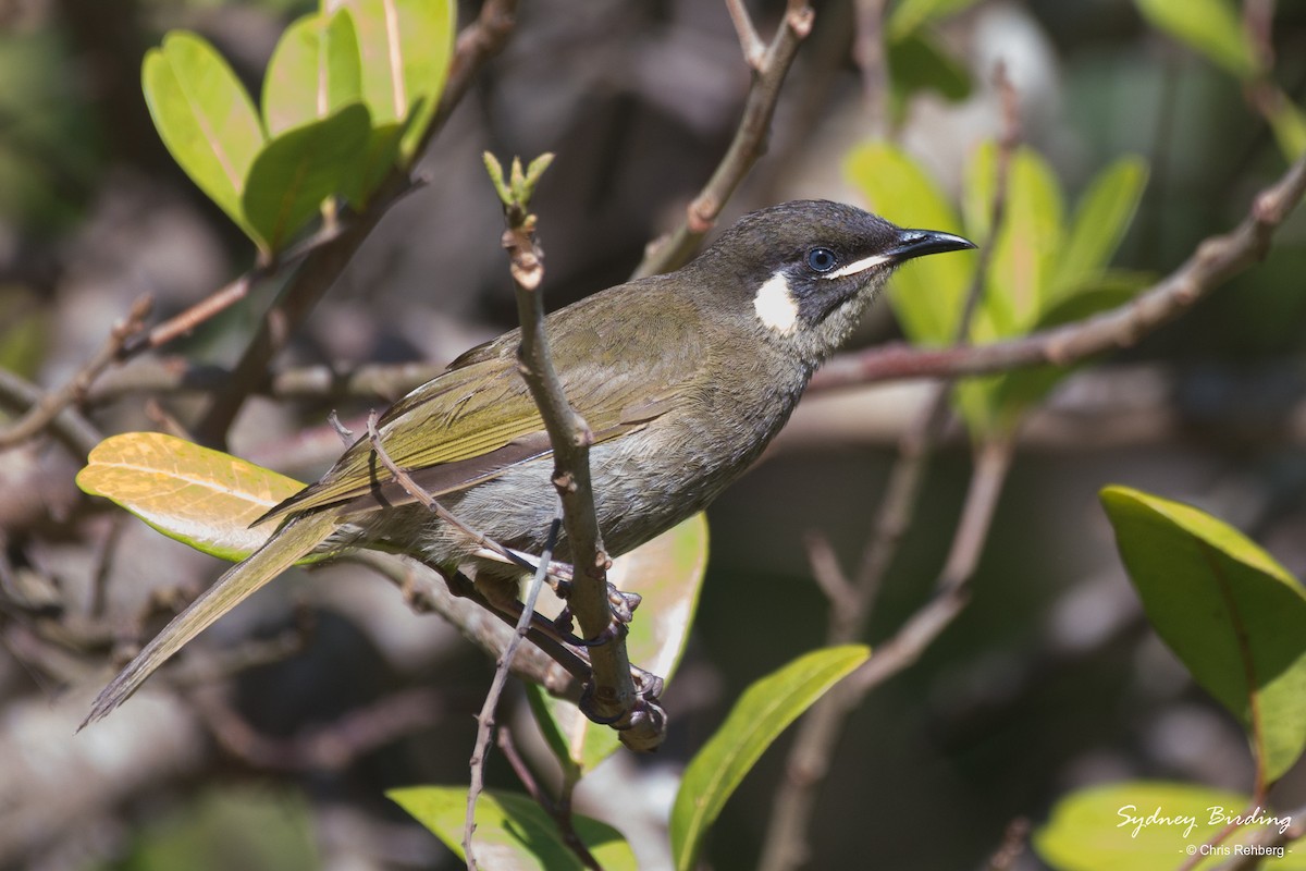 Lewin's Honeyeater - ML512963291