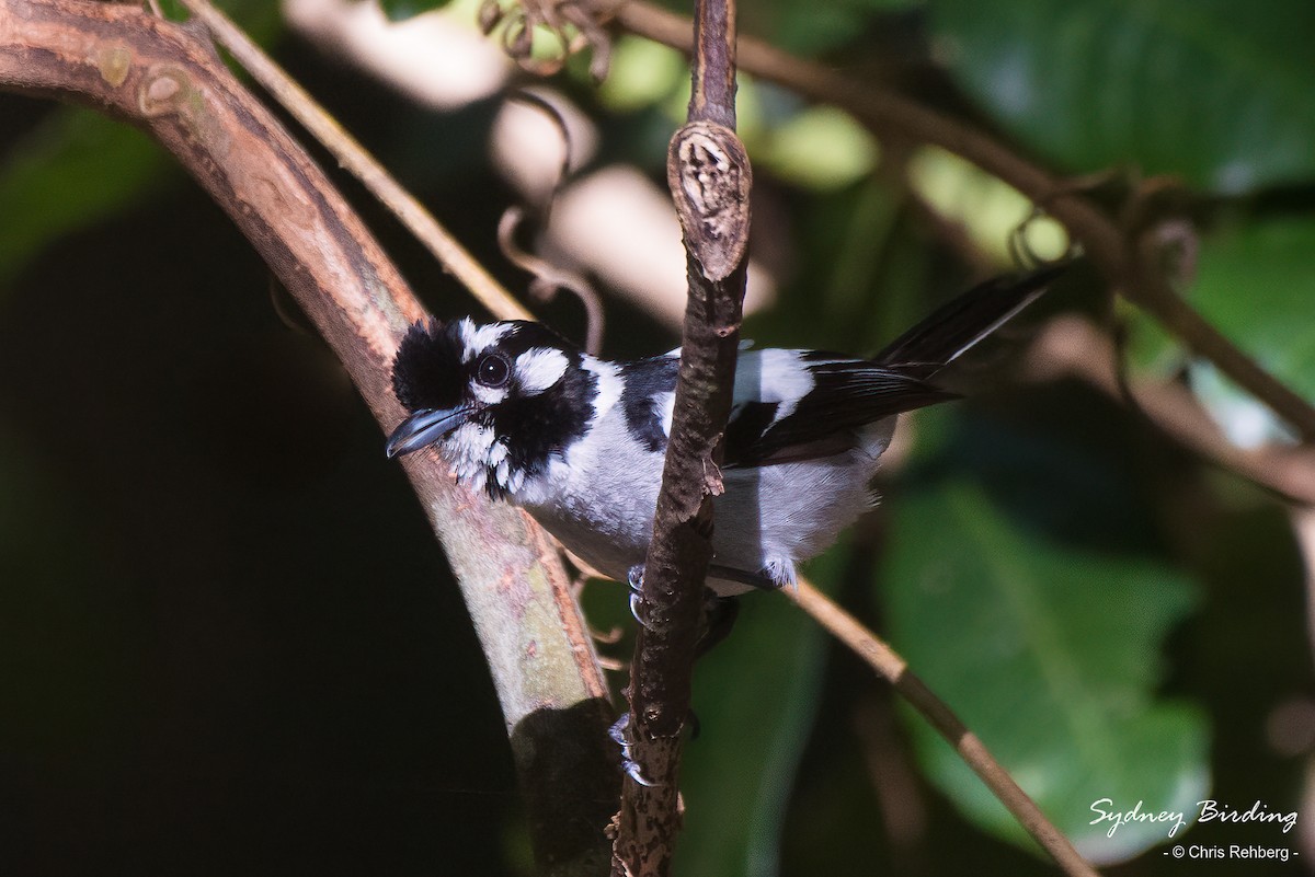 White-eared Monarch - ML512963621