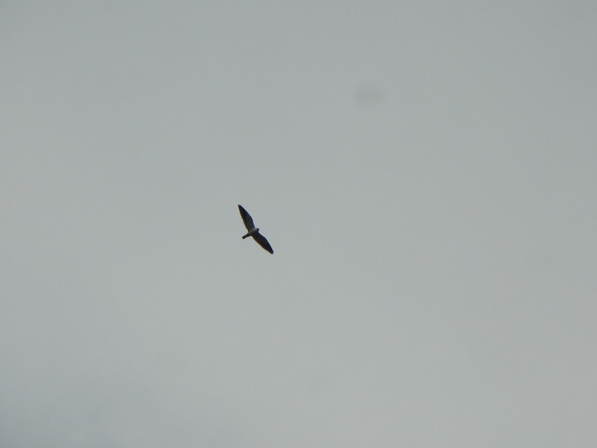 Black-winged Kite - Arulvelan Thillainayagam