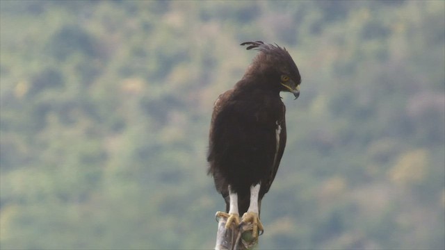 Long-crested Eagle - ML512964281