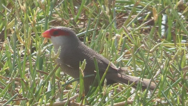 橫斑梅花雀 - ML512964351