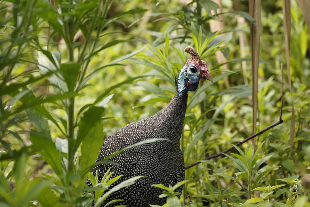 Helmeted Guineafowl - Kenneth Hillan