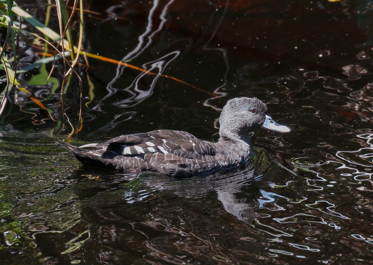 African Black Duck - ML51296571