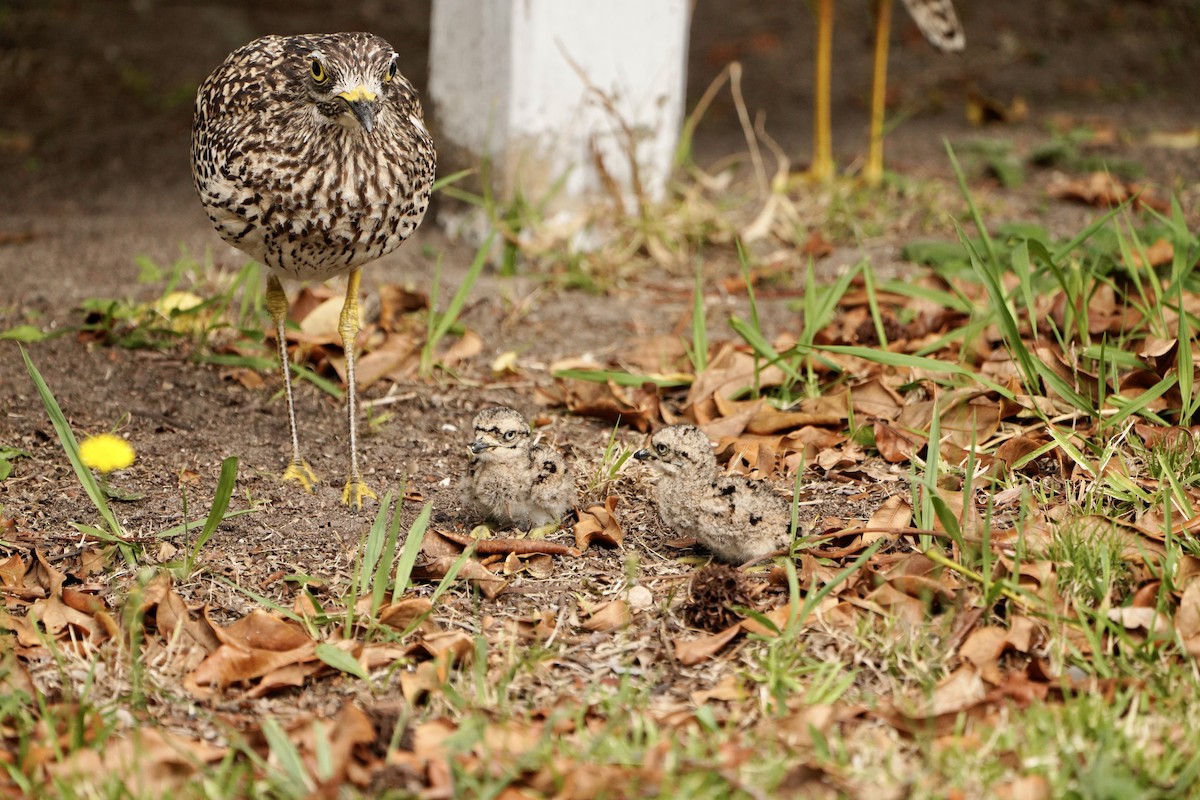 Spotted Thick-knee - Kenneth Hillan