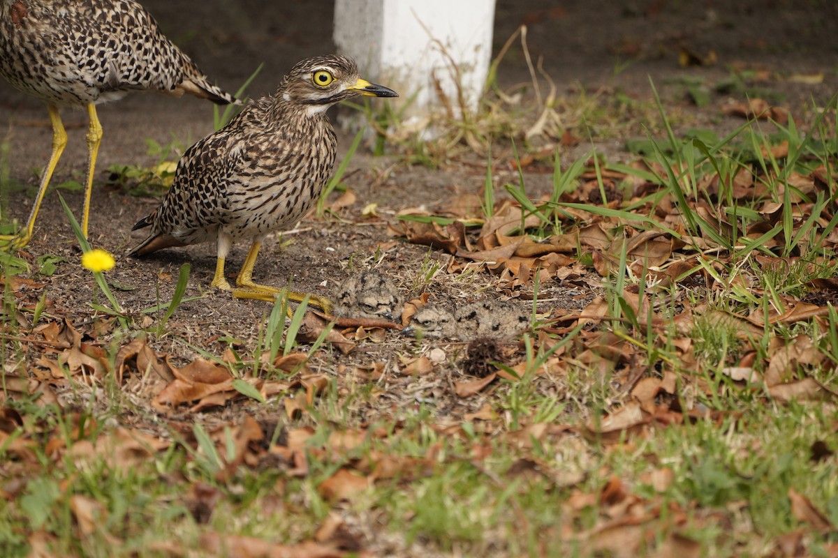 Spotted Thick-knee - Kenneth Hillan