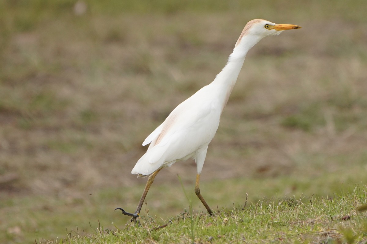 Western Cattle Egret - Kenneth Hillan