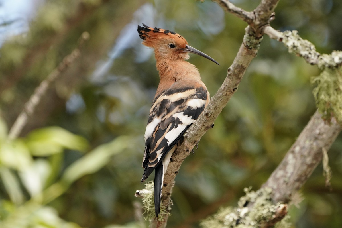 Eurasian Hoopoe - Kenneth Hillan